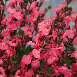 Sauge rose Pluenn / Salvia x jamensis 'Pluenn'